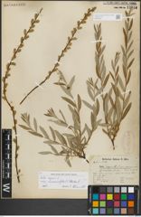 Foto von Salix repens subsp. rosmarinifolia (L.) Andersson